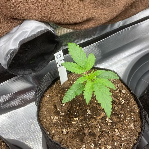 Sherbet Queen Automatic all TA growlog timeline photo