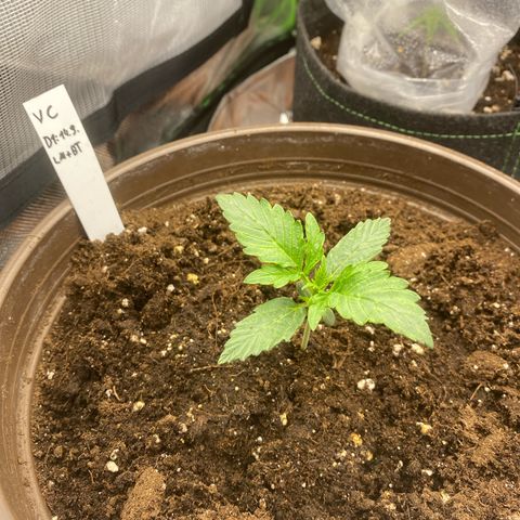 Vision Caramello Auto Light Biotabs  growlog timeline photo