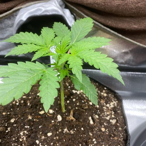 Sherbet Queen Automatic all TA growlog timeline photo