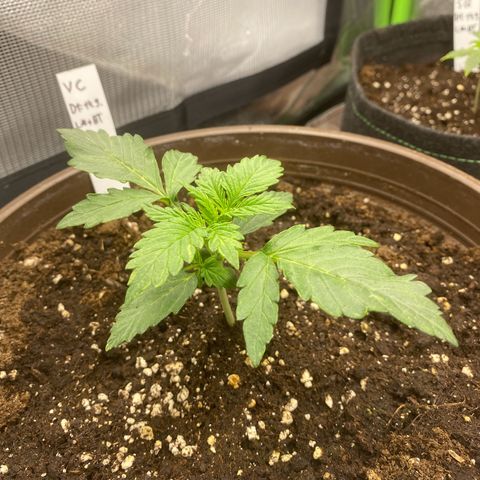 Vision Caramello Auto Light Biotabs  growlog timeline photo