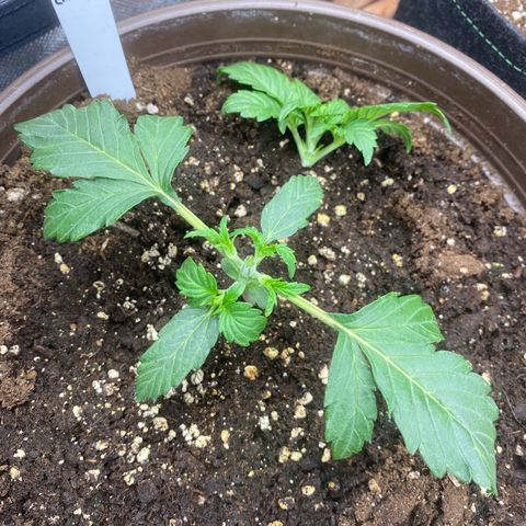 Vision Caramello Auto Light Biotabs  growlog timeline photo