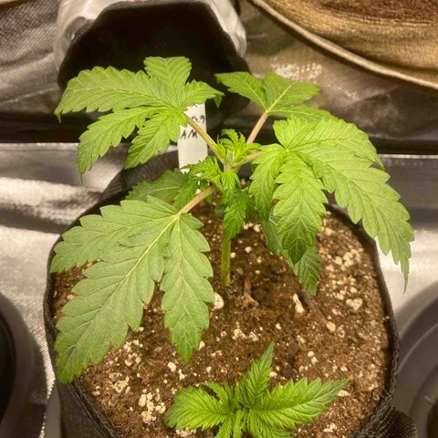 Sherbet Queen Automatic all TA growlog timeline photo
