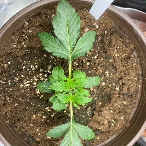 Vision Caramello Auto Light Biotabs  growlog timeline photo