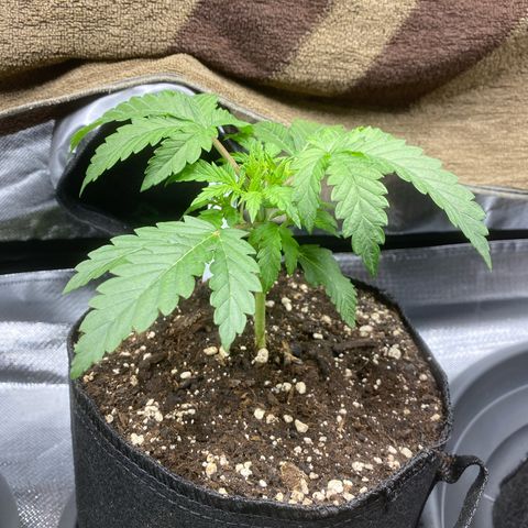 Sherbet Queen Automatic all TA growlog timeline photo