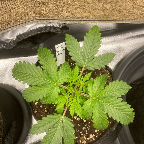 Sherbet Queen Automatic all TA growlog timeline photo
