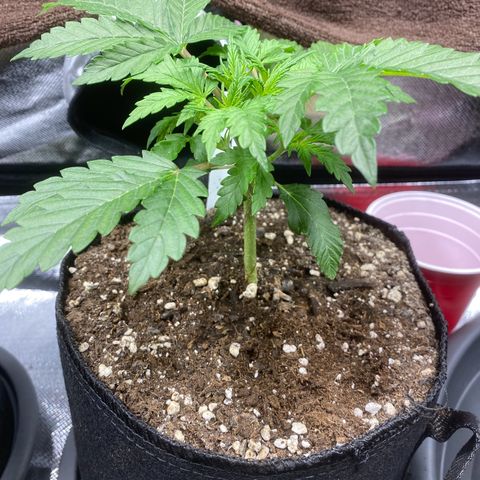 Sherbet Queen Automatic all TA growlog timeline photo