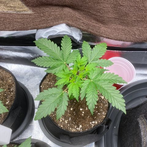 Sherbet Queen Automatic all TA growlog timeline photo