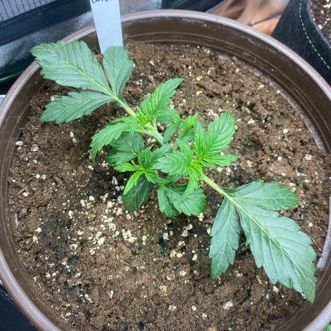 Vision Caramello Auto Light Biotabs  growlog timeline photo