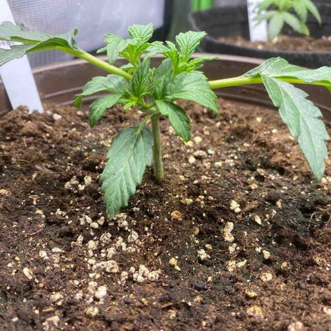 Vision Caramello Auto Light Biotabs  growlog timeline photo