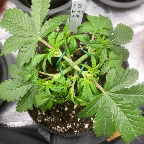 Sherbet Queen Automatic all TA growlog timeline photo