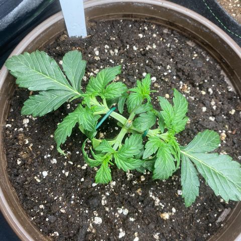 Vision Caramello Auto Light Biotabs  growlog timeline photo