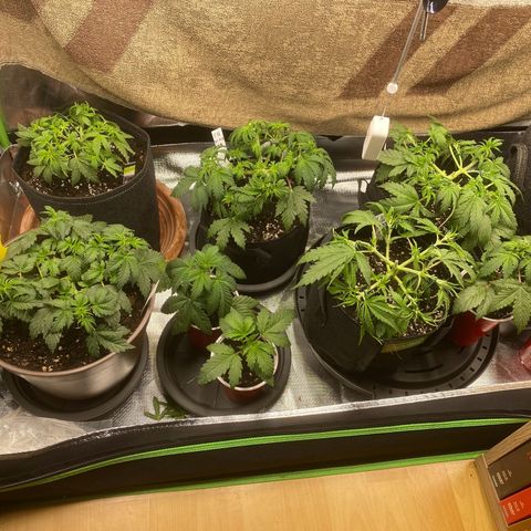 Vision Caramello Auto Light Biotabs  growlog timeline photo