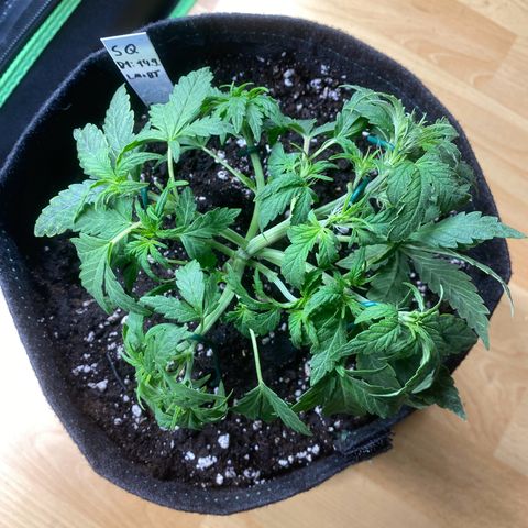 Vision Caramello Auto Light Biotabs  growlog timeline photo
