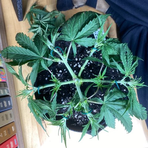 Vision Caramello Auto Light Biotabs  growlog timeline photo