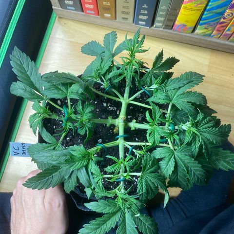 Vision Caramello Auto Light Biotabs  growlog timeline photo