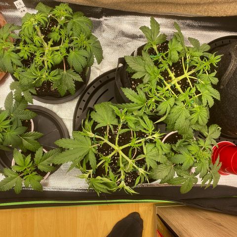 Vision Caramello Auto Light Biotabs  growlog timeline photo
