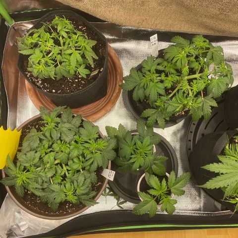 Vision Caramello Auto Light Biotabs  growlog timeline photo