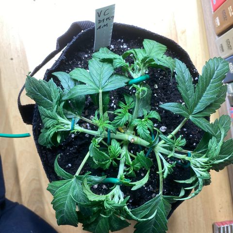 Vision Caramello Auto Light Biotabs  growlog timeline photo