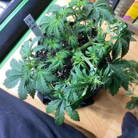 Vision Caramello Auto Light Biotabs  growlog timeline photo