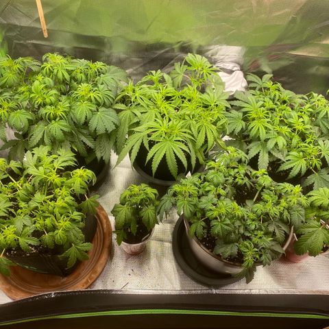 Vision Caramello Auto Light Biotabs  growlog timeline photo