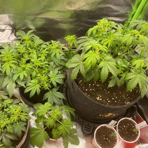 Vision Caramello Auto Light Biotabs  growlog timeline photo