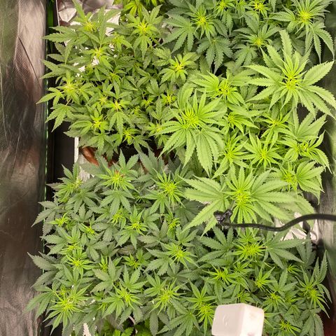 Vision Caramello Auto Light Biotabs  growlog timeline photo