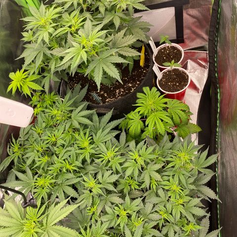 Vision Caramello Auto Light Biotabs  growlog timeline photo