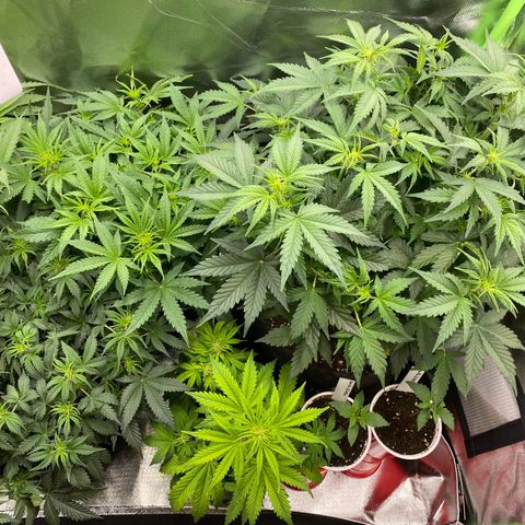 Vision Caramello Auto Light Biotabs  growlog timeline photo