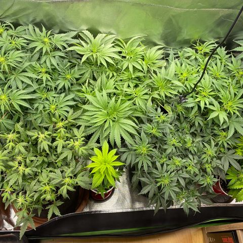 Vision Caramello Auto Light Biotabs  growlog timeline photo