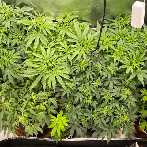 Vision Caramello Auto Light Biotabs  growlog timeline photo