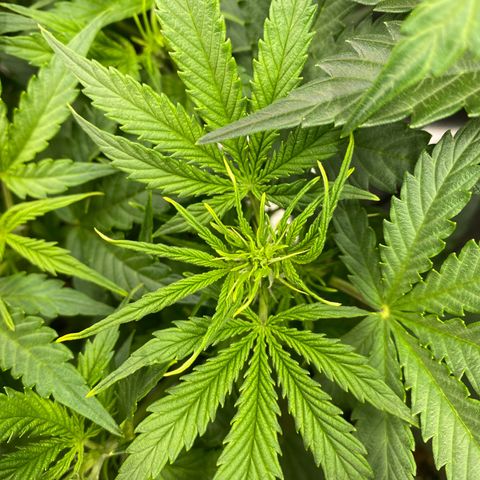 Vision Caramello Auto Light Biotabs  growlog timeline photo