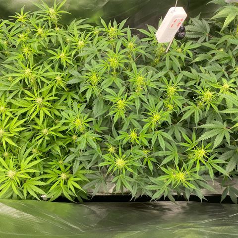 Vision Caramello Auto Light Biotabs  growlog timeline photo