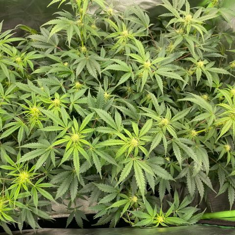 Vision Caramello Auto Light Biotabs  growlog timeline photo