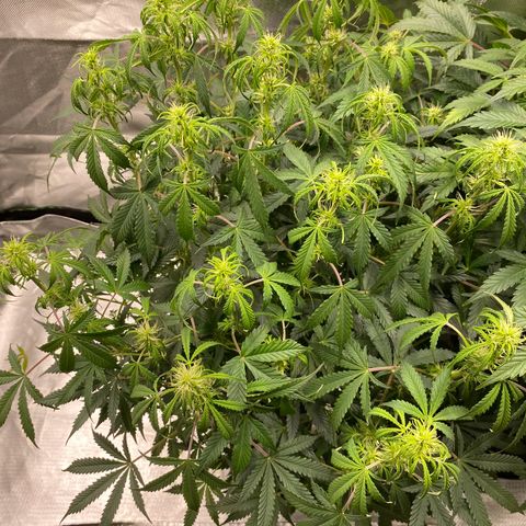 Vision Caramello Auto Light Biotabs  growlog timeline photo