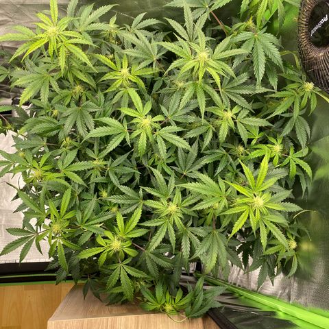 Vision Caramello Auto Light Biotabs  growlog timeline photo