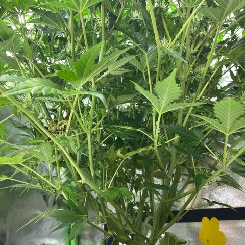 Vision Caramello Auto Light Biotabs  growlog timeline photo