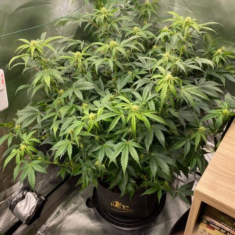 Vision Caramello Auto Light Biotabs  growlog timeline photo