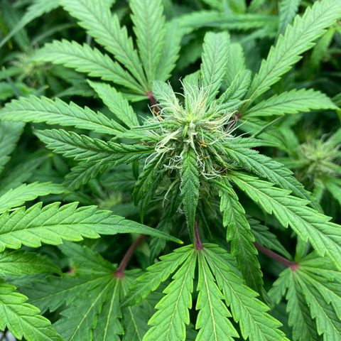 Sherbet Queen Automatic all TA growlog timeline photo