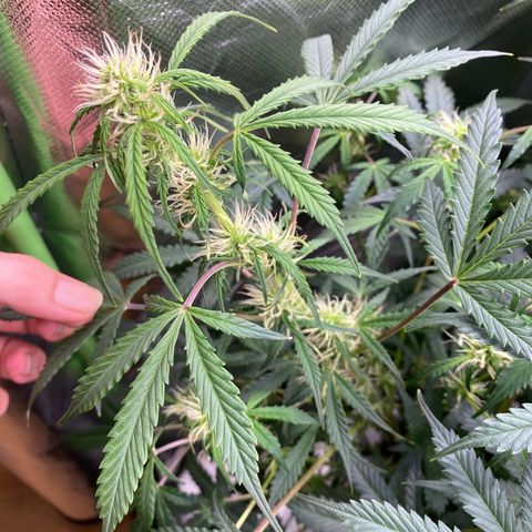 Vision Caramello Auto Light Biotabs  growlog timeline photo