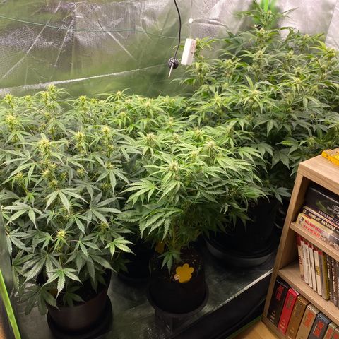 Vision Caramello Auto Light Biotabs  growlog timeline photo