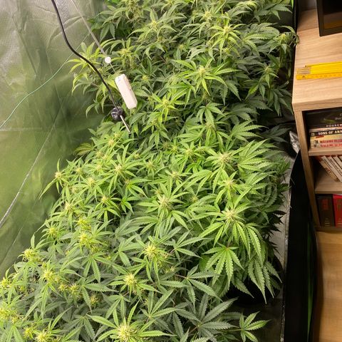Vision Caramello Auto Light Biotabs  growlog timeline photo