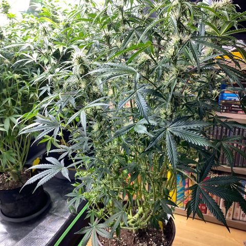 Vision Caramello Auto Light Biotabs  growlog timeline photo