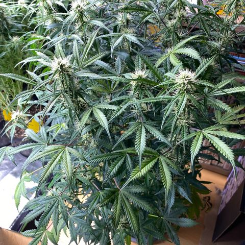 Vision Caramello Auto Light Biotabs  growlog timeline photo
