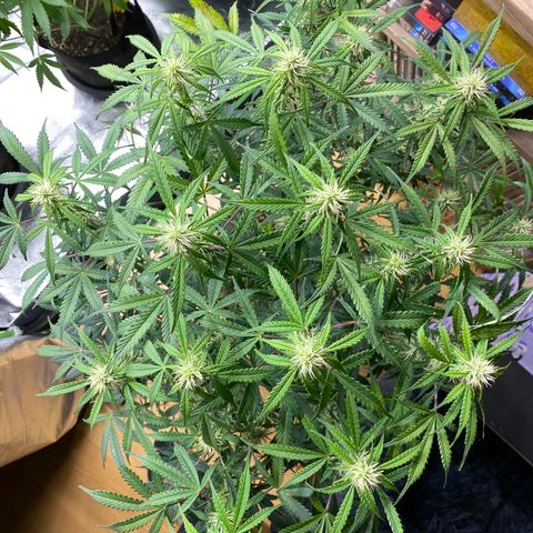 Vision Caramello Auto Light Biotabs  growlog timeline photo
