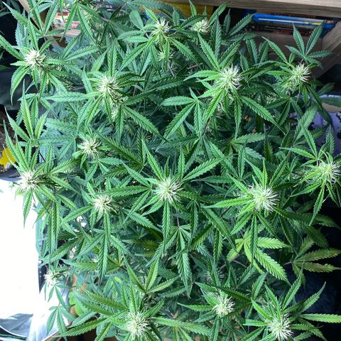 Vision Caramello Auto Light Biotabs  growlog timeline photo