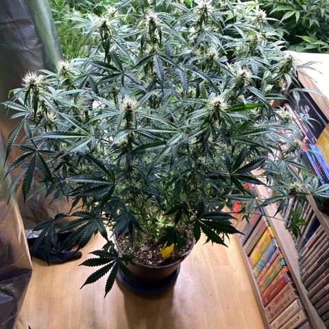 Vision Caramello Auto Light Biotabs  growlog timeline photo