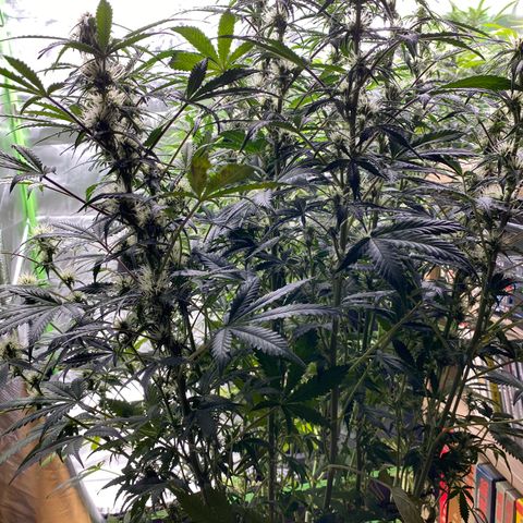 Vision Caramello Auto Light Biotabs  growlog timeline photo