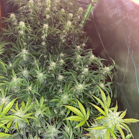 Vision Caramello Auto Light Biotabs  growlog timeline photo