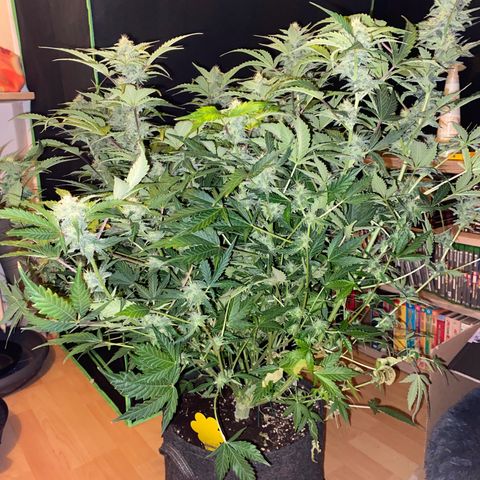 Vision Caramello Auto Light Biotabs  growlog timeline photo
