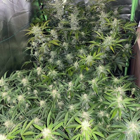 Vision Caramello Auto Light Biotabs  growlog timeline photo